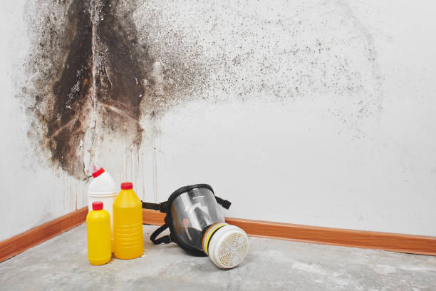 Best Mold Inspection  in Tangent, OR