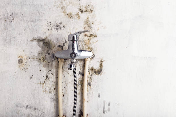 Best Affordable Mold Removal  in Tangent, OR