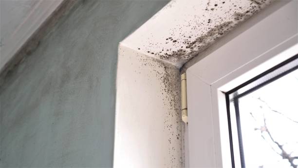 Best Mold Removal Company Near Me  in Tangent, OR