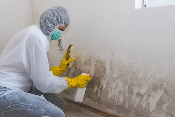 Attic Mold Removal in Tangent, OR