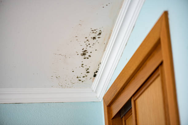 Trusted Tangent, OR Mold Removal Experts