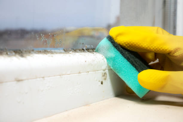 Best Black Mold Removal  in Tangent, OR