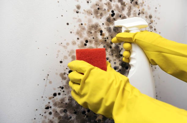 Best Same-Day Mold Removal  in Tangent, OR