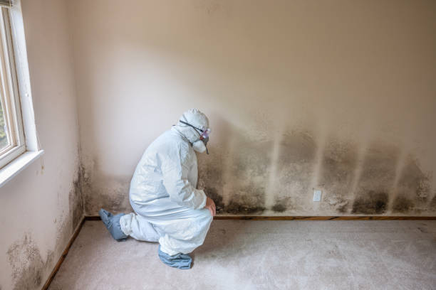 Crawl Space Mold Removal in Tangent, OR