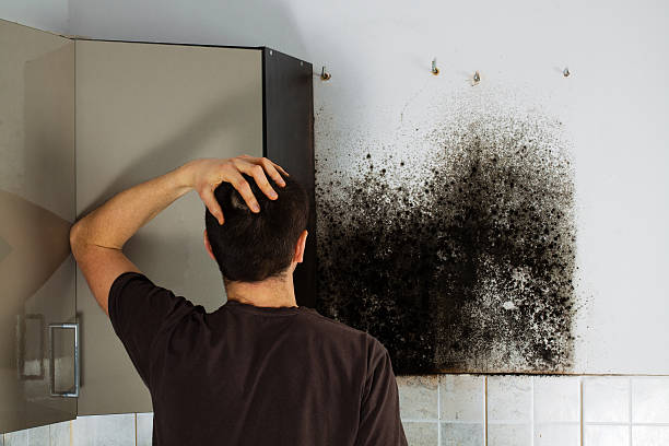 Best Crawl Space Mold Removal  in Tangent, OR