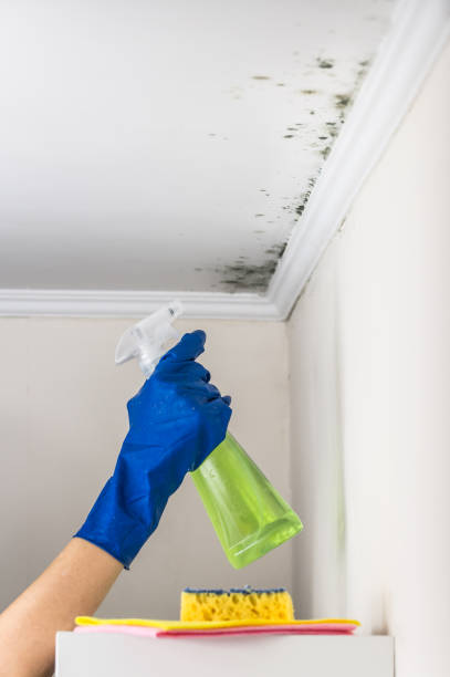 Best Attic Mold Removal  in Tangent, OR