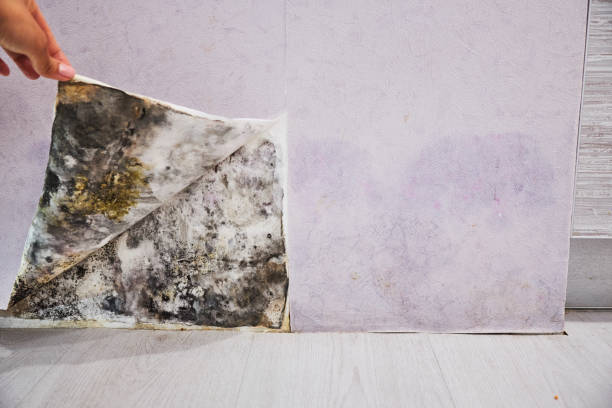 Best Black Mold Removal  in Tangent, OR